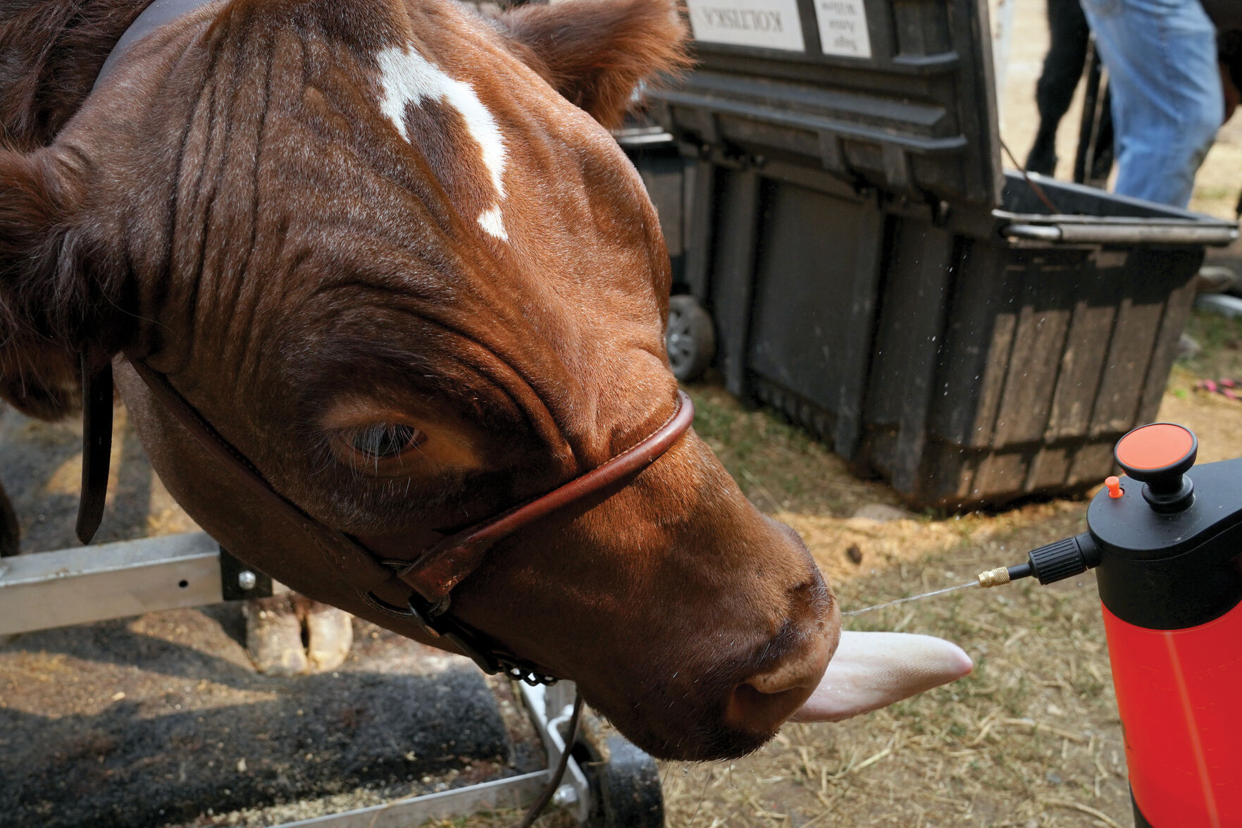Beef Show Standalones 006.jpg